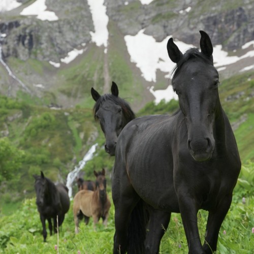 Треккинг-тур в Архыз с комфортом: прогулки в горах налегке с проживанием в гостевом доме