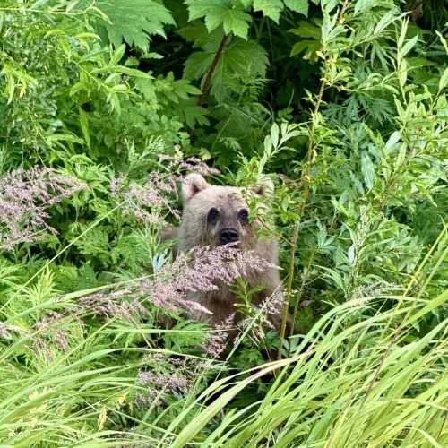 В мини-группе по Камчатке: вулканы, Тихий океан и дикие термальные источники