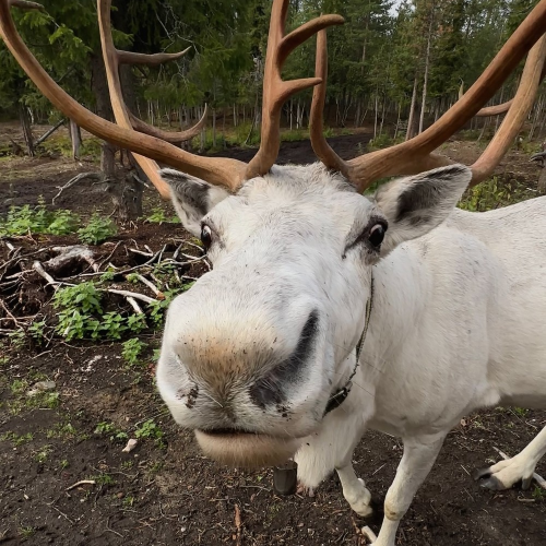 Своей компанией на Русский Север: Мурманск, Териберка, Кировск и саамы