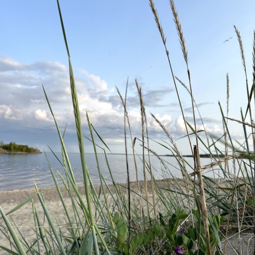 На остров за приключениями: семейный отдых на Ладоге с палатками, вожатыми и няней