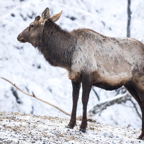 Камышлинский водопад и зубровый питомник