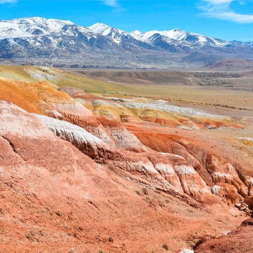 За пейзажами весеннего Алтая: цветение маральника