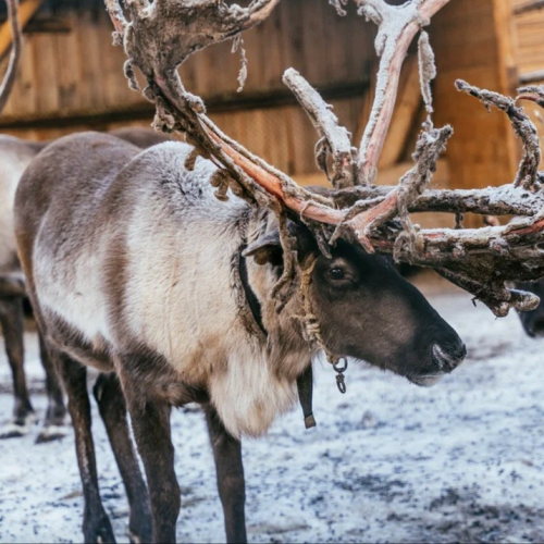 Арктические приключения: морская прогулка в поисках китов, Териберка и этническая деревня