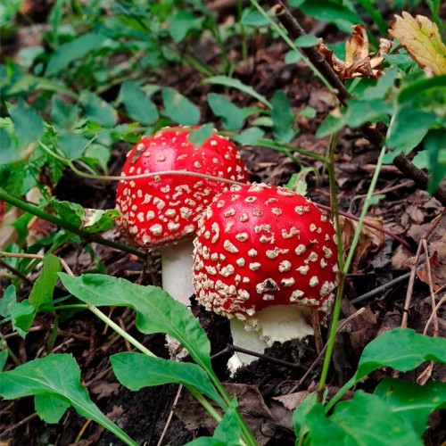 Домбай и Архыз: треккинг налегке с проживанием в гостинице