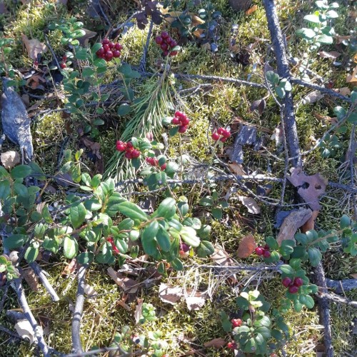 Индивидуальный поход на Кутурчинское Белогорье: причудливые скалы и кедровая тайга (всё включено)