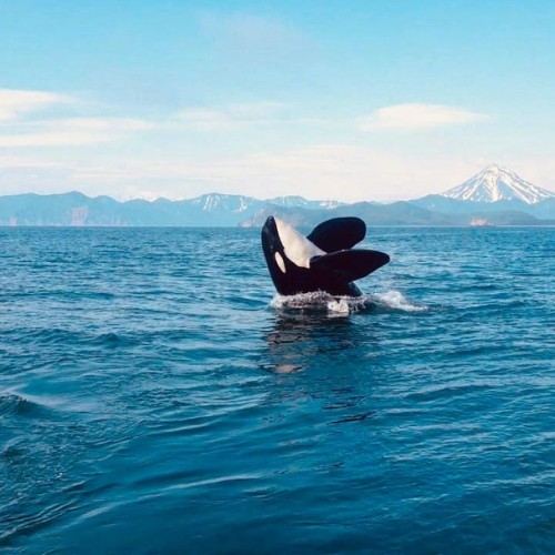 На Камчатке — вкусно есть: гастротур с рыбалкой и крабовой вечеринкой у океана