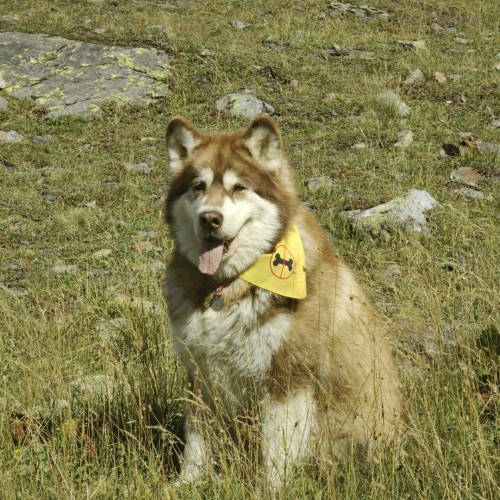 Если с другом вышел в путь: треккинги в Архызе в компании маламута (в мини-группе)