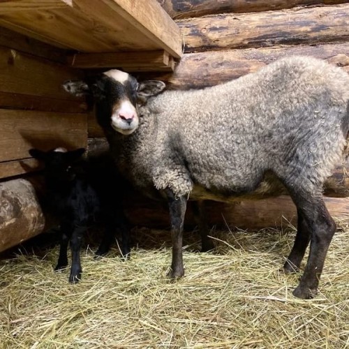 Водопады, рускеальский каньон и этнопарк с комфортом для всей семьи