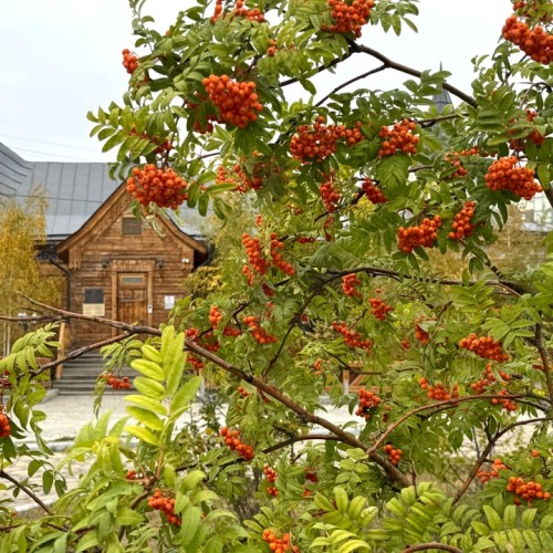 Знакомство с Якутией: круиз по Лене, Ленские столбы, шаманские обряды и «Царство вечной мерзлоты»