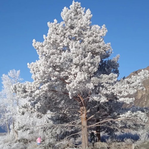 Долина Катуни — в гости к госпоже Горного Алтая