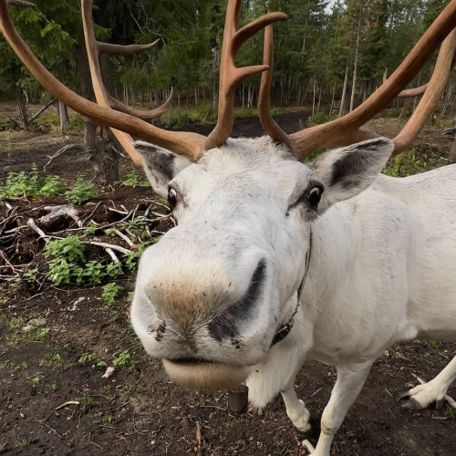 Своей компанией на Русский Север: Мурманск, Териберка, Кировск и саамы