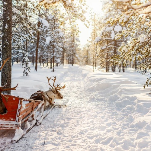 В гости к северным оленям + прогулка по Шуваловскому парку