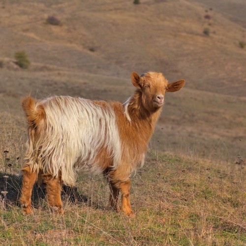 Выше облаков на 3760 метров на гору Шалбуздаг: треккинг налегке с проживанием в гостинице