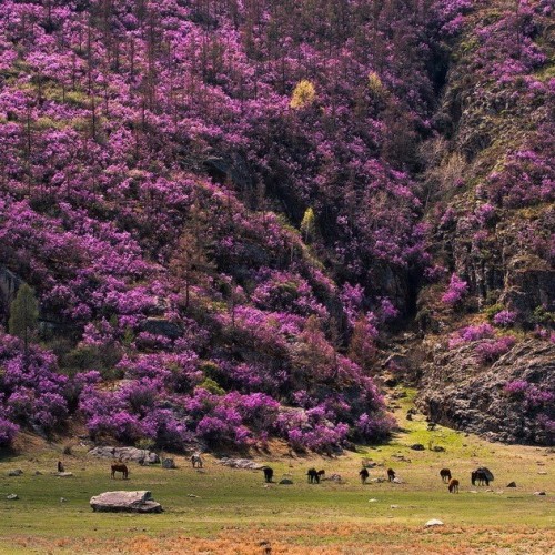 Лиловый наряд Алтая: путешествие по знаковым локациям и цветение маральника