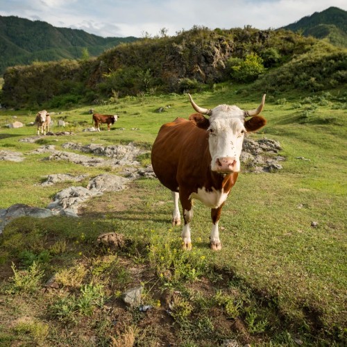Перезагрузка на Алтае: топ локаций, заповедное озеро и моторафтинг по Катуни