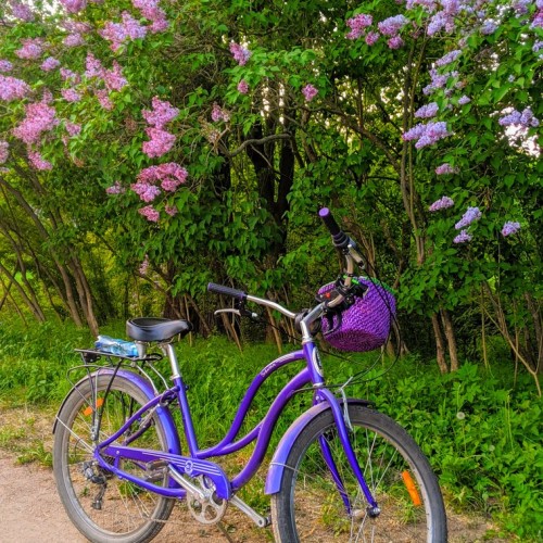 Истории любви на аллеях Павловского парка.