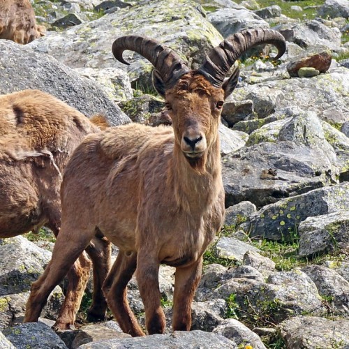 Треккинг налегке в Безенги с размещением в альплагере