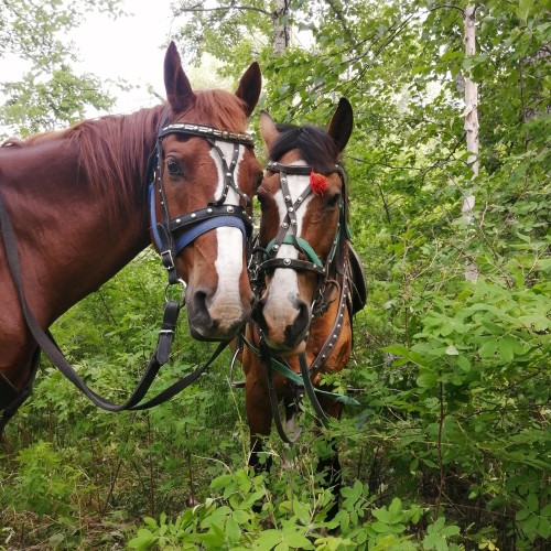Камчатский максимум: конные прогулки, джипы, вулканы и рыбалка в Тихом океане