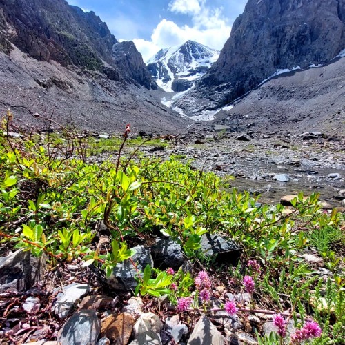 К ледникам: треккинг налегке в ущелье Актру с проживанием на турбазе