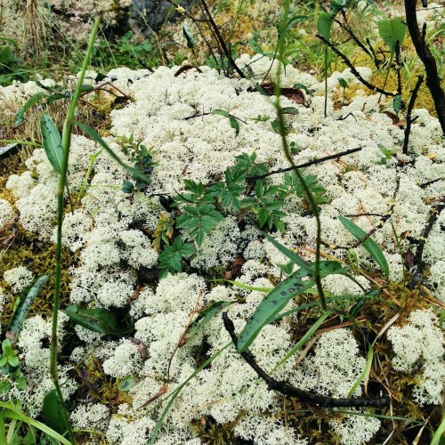 Треккинг по хребту над долиной Катуни