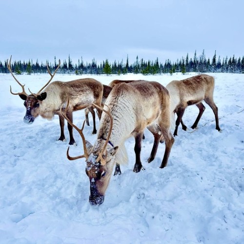 Индивидуальный джип-выезд по Кольскому с поисками китов, знакомством с саамами и катанием на оленях