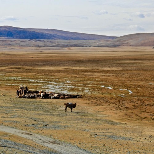 Из Иркутска в Монголию: ночёвки у озера Хубсугул, знакомство с кочевой жизнью и фотосафари
