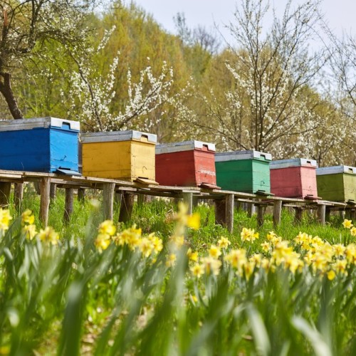 Родные просторы вблизи златоглавой: древние города, мастер-классы, застолья и отдых на пасеке