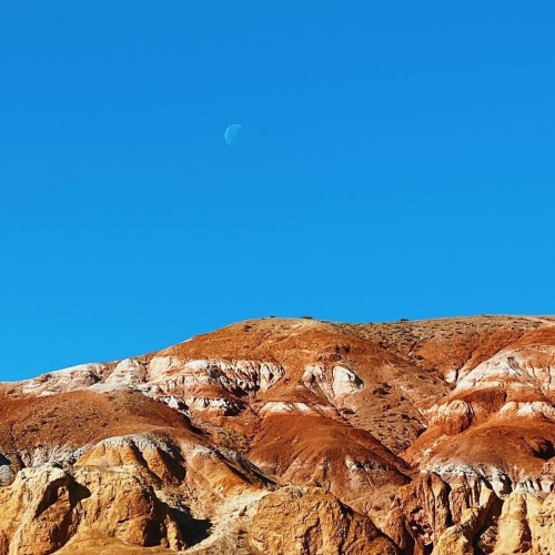 Лиловый наряд Алтая: путешествие по знаковым локациям и цветение маральника