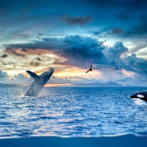 Навстречу гренландским китам: экспедиция к Шантарским островам с лекциями биологов