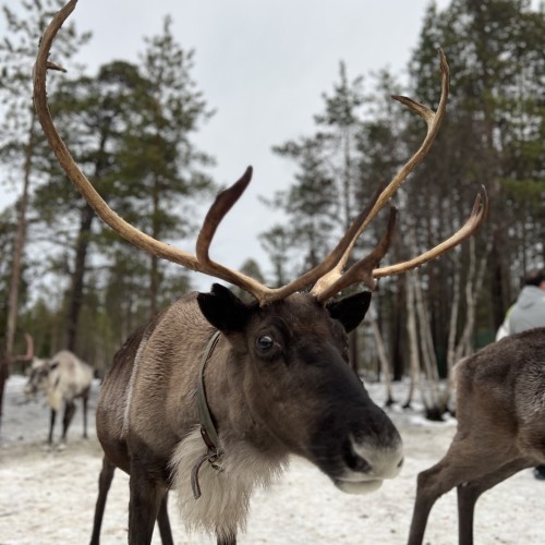 Индивидуальный джип-выезд по Кольскому с поисками китов, знакомством с саамами и катанием на оленях
