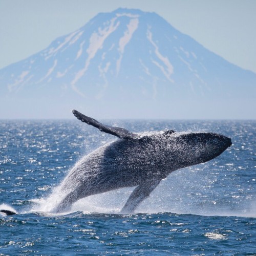 Большое путешествие по Камчатке: вулканы, глэмпинг в Мёртвом лесу и круиз в бухту Русская