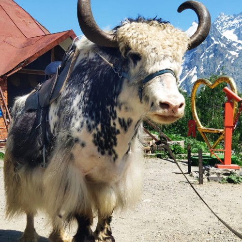 Палитра впечатлений на Кавказе: Кисловодск, Приэльбрусье, Домбай