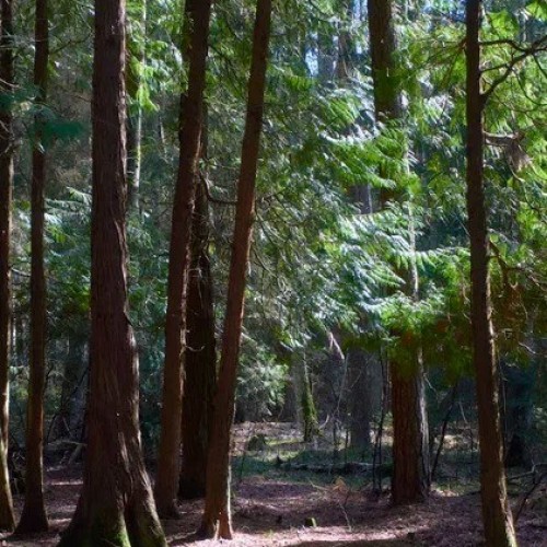 Пиво, тайны и дорога в дюны. Кёнигсбергский уикенд