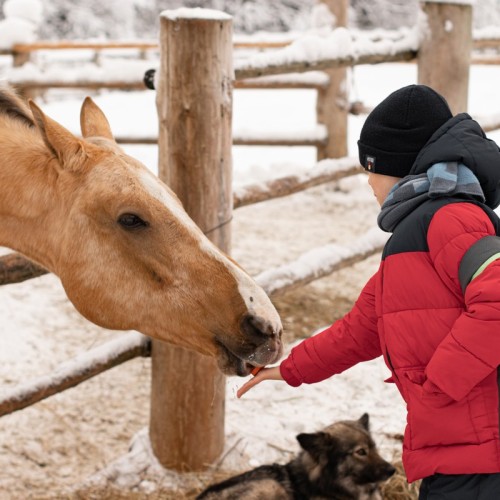 Прогулка на лошадях и визит к северным оленям