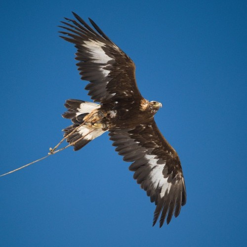 Из Алтая, по Чуйскому тракту — в Монголию на фестиваль беркутчи с проживанием в юрте