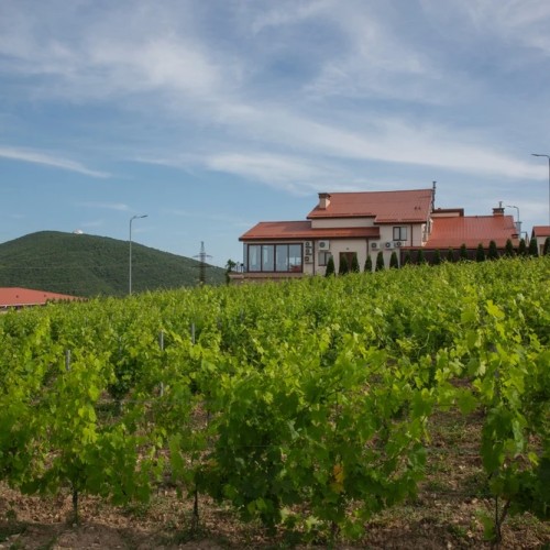 Выходные гедониста: дегустационный тур по винодельням Новороссийска