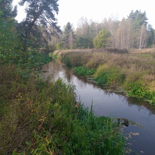 Лесная сказка в Подосинках