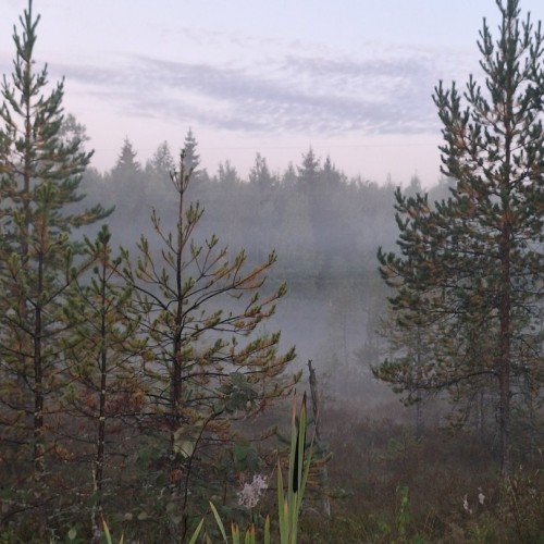 Поход-перезагрузка среди дикой природы Карелии в мини-группе (из Санкт-Петербурга)
