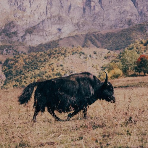 Самые большие курорты Кавказа за 3 дня: Эльбрус, Домбай и Архыз (в мини-группе)