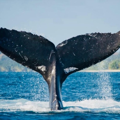 Вулканы, киты, океан: исследуем Камчатку налегке