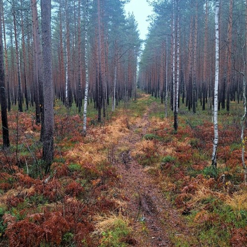 Ладога и звуки леса: побег на природу в небольшой компании от шума и суеты Петербурга