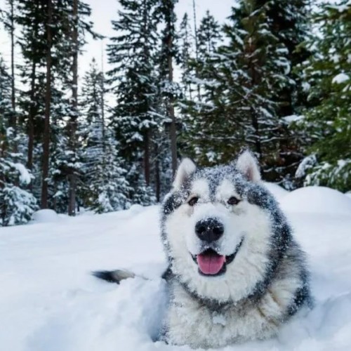 Карелия в белом наряде: зимняя сказка в Петрозаводске, Приладожье и парке «Рускеала»