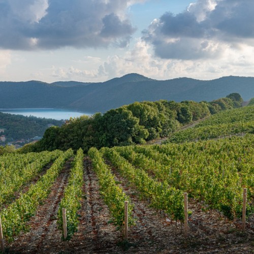 Вкусы черноморского побережья: винное путешествие по Сочи, Новороссийску, Геленджику, Анапе и Тамани