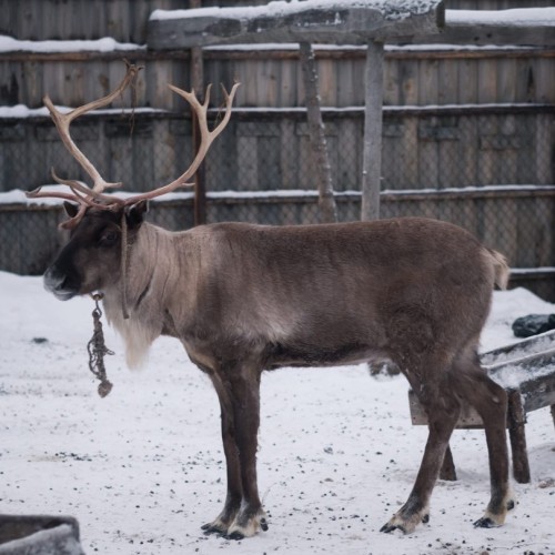 Вкусное путешествие на край света в мини-группе: Мурманск и Териберка