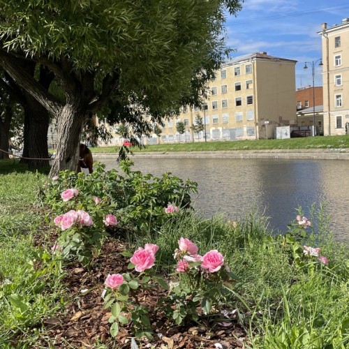 Остров мельника Матиса — в Петербурге
