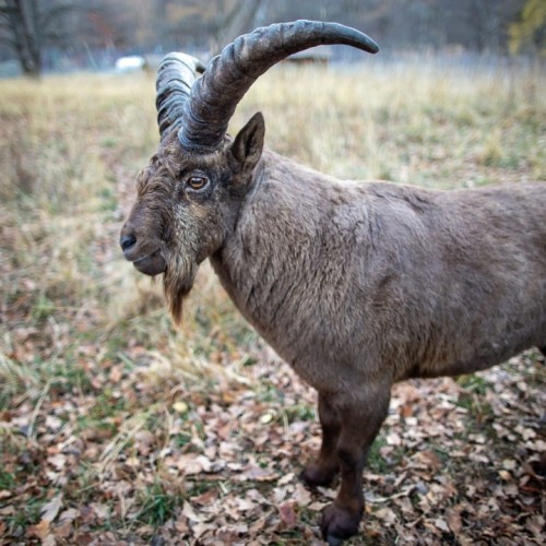 Прогулки по Домбаю: треккинги налегке к ущельям, горам и озёрам