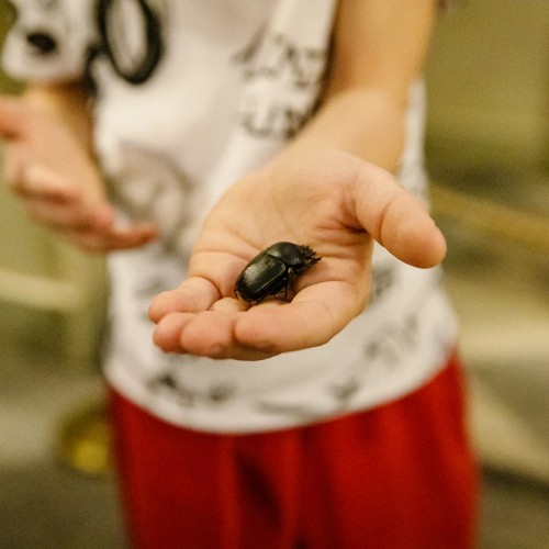 В Египетский зал Эрмитажа с энтомологом