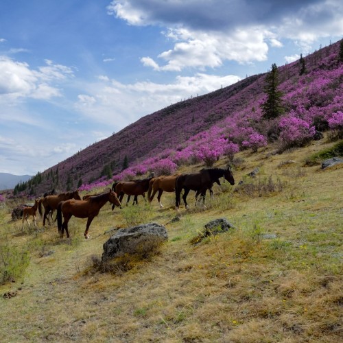 Приехать на Алтай, увидеть цветение маральника и оказаться на Марсе