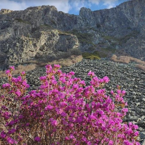 В сиреневом море цветов: весенний автотур по Чуйскому тракту