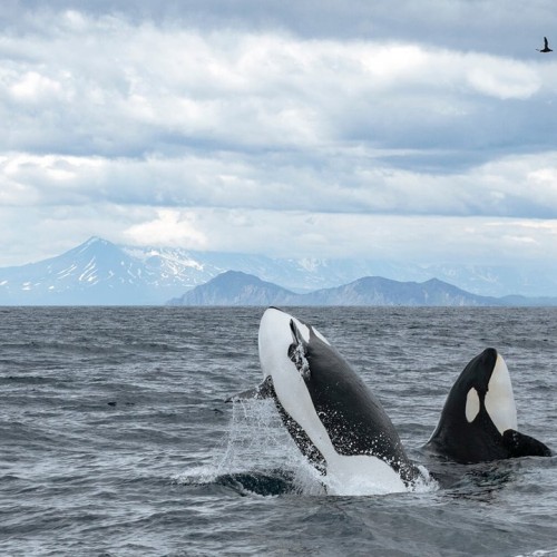 Большое путешествие по Камчатке: вулканы, глэмпинг в Мёртвом лесу и круиз в бухту Русская